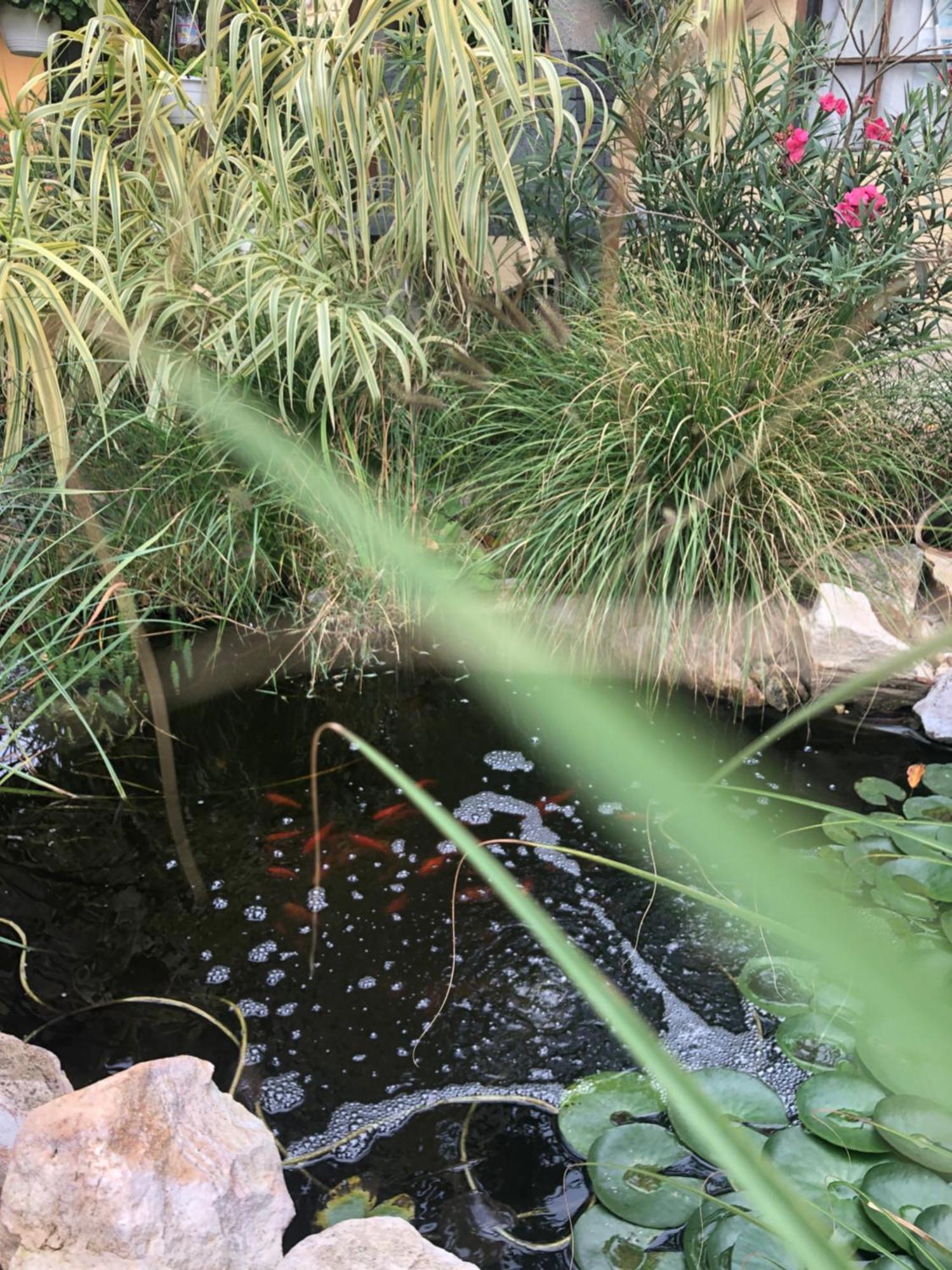Dalia Apartman Gyoemro מראה חיצוני תמונה